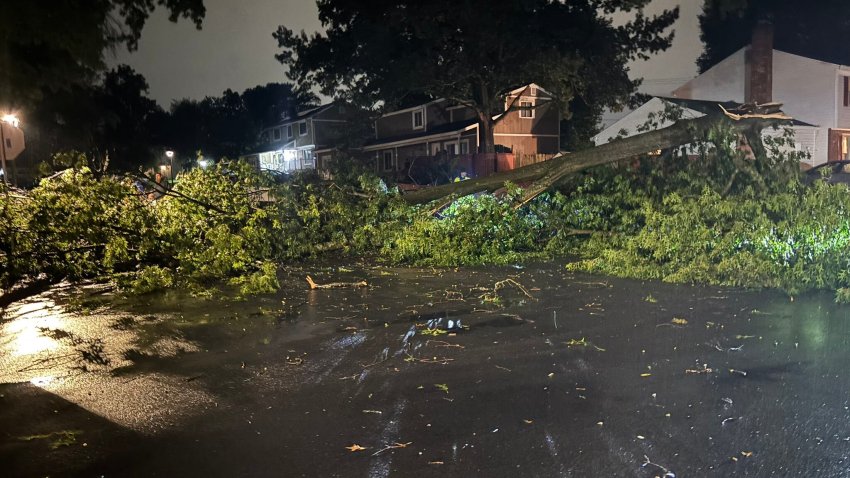 A tree felled by severe storms in Herndon Thursday night