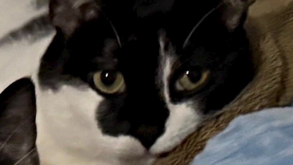 ‘Good news story': Neal Augenstein reunited with cat discarded with couch, rescued from landfill
