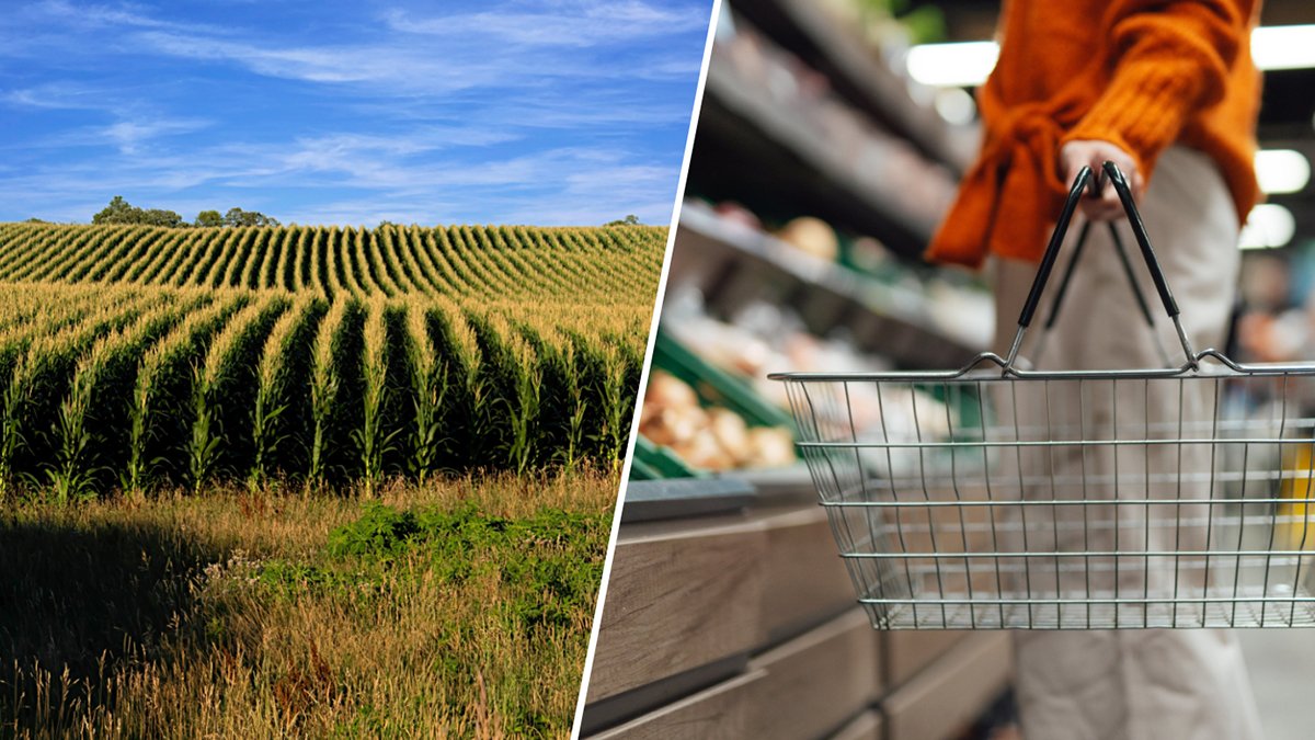 How carbon dioxide pollution depletes nutrients from food