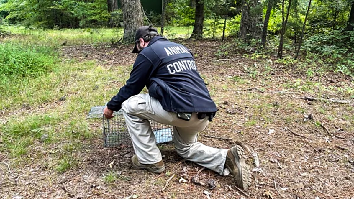 CDC warns of a summer spike in rabies exposures