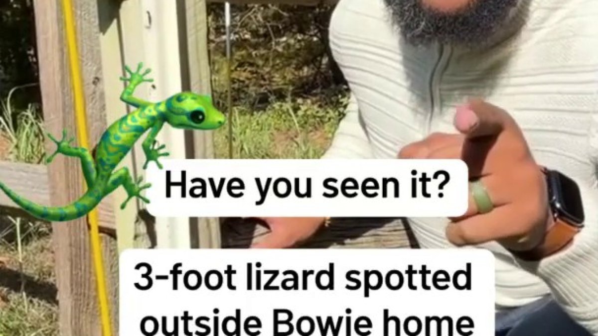 Lizard takes over Prince George's County family home