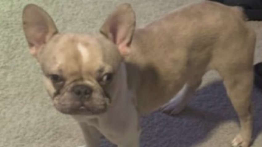 Brain, a missing, 2-year old merle French bulldog.