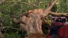 More than 500 trees could be cut down at East Potomac Park