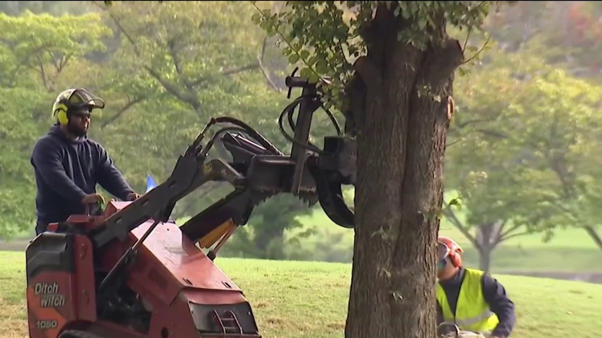 East Potomac Park: Crews to remove debris and gear after cutting hundreds of trees