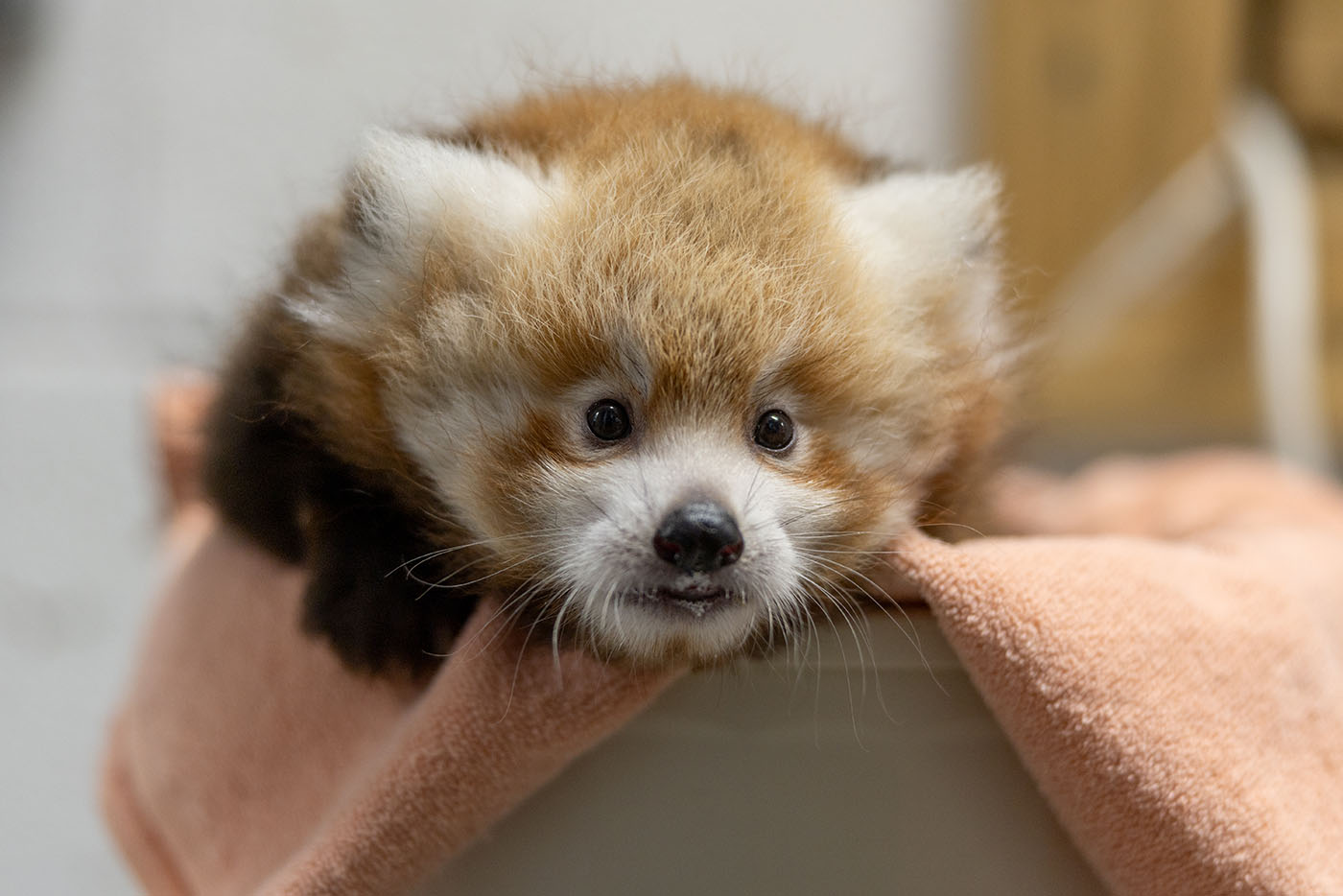 Dolly, Pyra or Dolpa: Pick a name for the National Zoo’s red panda cub ...