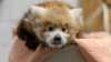The National Zoo has a new red panda. You can help choose her name