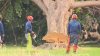 Furious judge orders freeze after 400 trees are cut down in East Potomac Park