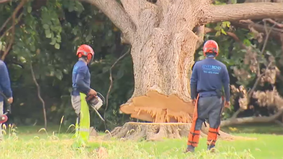 Furious judge orders freeze after 400 trees are cut down in East Potomac Park