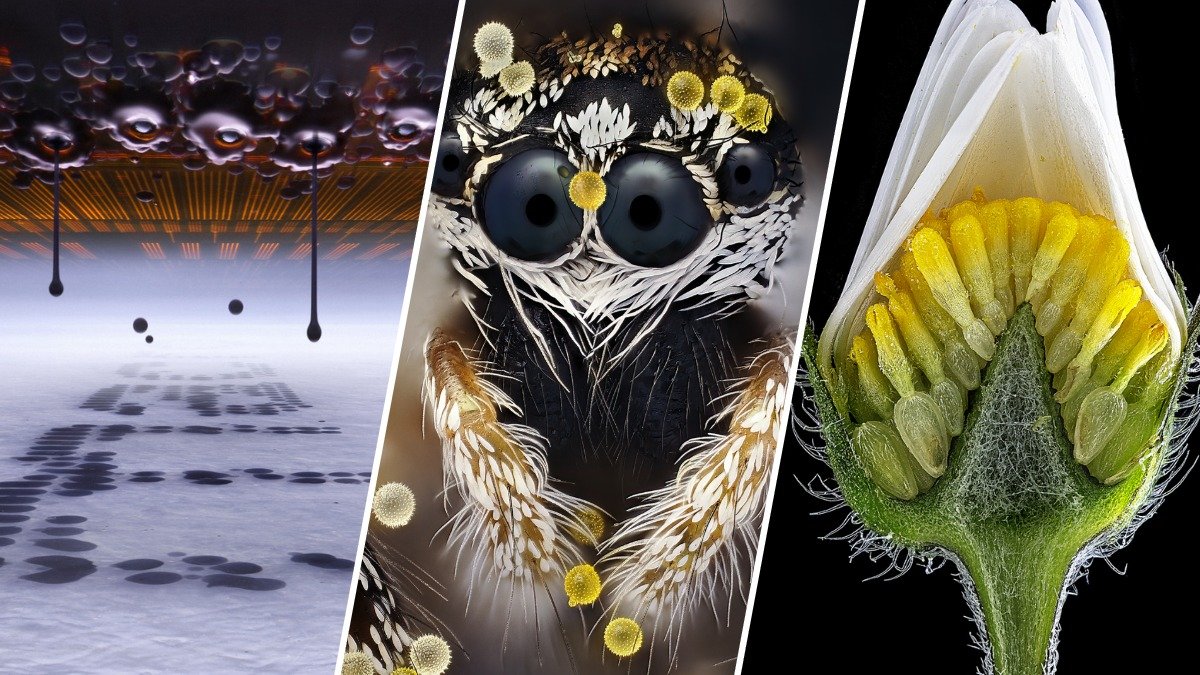 Can you guess what you’re seeing in these award-winning extreme close-ups?