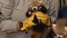 Jessica Kordell holding a male red panda cub during a routine exam. The cub was born on May 30, 2026 to parents Sequoia and Mow Mow.