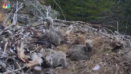 Webcam Captures Eagle Chicks Experiencing First Earthquake