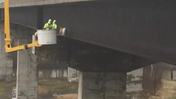 2 Goats Rescued From Pennsylvania Bridge