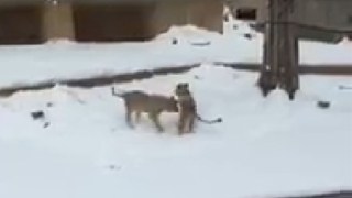 Lion Cubs Wrestle, Frolic in Snow at National Zoo