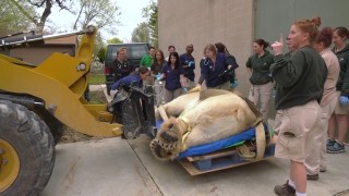 [NATL] 1,000-Lb. Polar Bear Gets a Lift to Checkup Via Forklift 