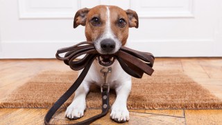 Amtrak Is Letting Some Pets Aboard Trains in Virginia