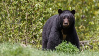 At Least Two Bears Sighted in McLean Area Recently