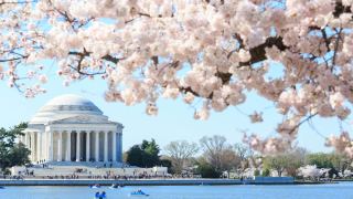 Sick of Snow? Cherry Blossom Festival Dates Have Been Announced