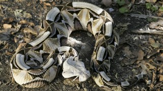 Virginia Man Found Unconscious With 14 Reptiles In Home