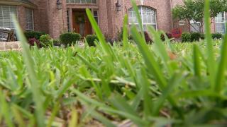 Montgomery County Delays Decision on Lawn Pesticides Ban