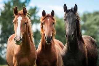 3 Escaped Horses Found Near Route 15 in Va.