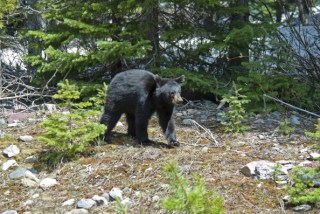 Bear Sightings at Two Schools in Virginia Town