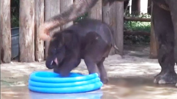 WATCH Cute Baby Elephant Takes Dip In Kiddie Pool WATCH Cute Baby Elephant Takes Dip In Kiddie Pool
