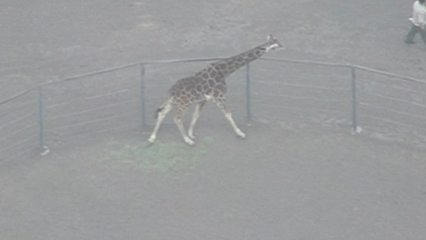 [NATL]    Stanley Giraffe Safe at Woolsey Fire