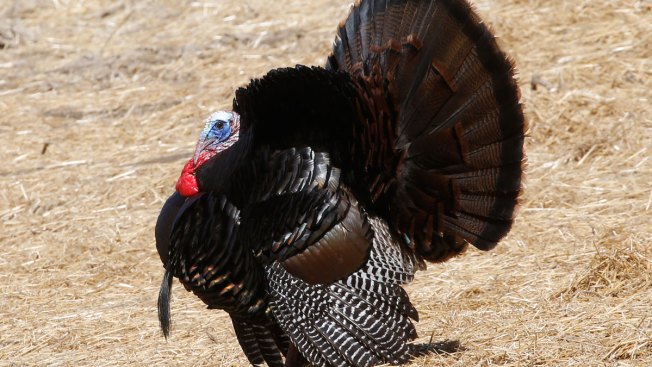 History of Thanksgiving: How Much Do You Know About Turkey Day?
