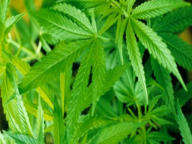 Md. Senate Passes Medical Marijuana Bill