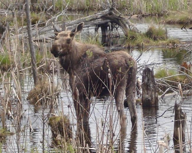 Canadian Woman Hits Moose, on Way to See Sister, Who Hit Moose